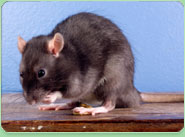 rat control St Johns Wood